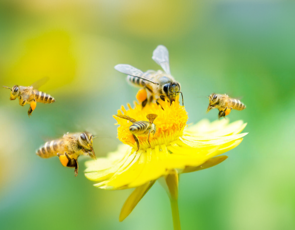 Bees-Banner Bees-Banner