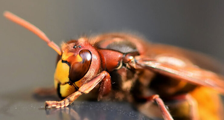 hornet-closeup hornet-closeup
